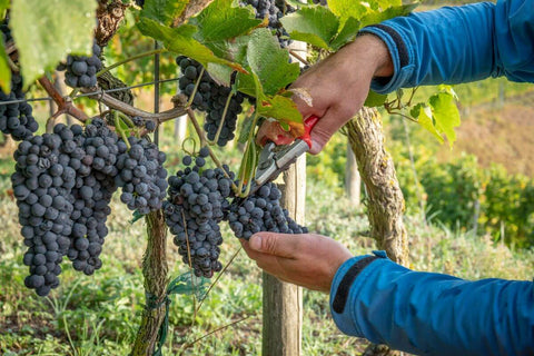 Popular Grapes for Winemaking